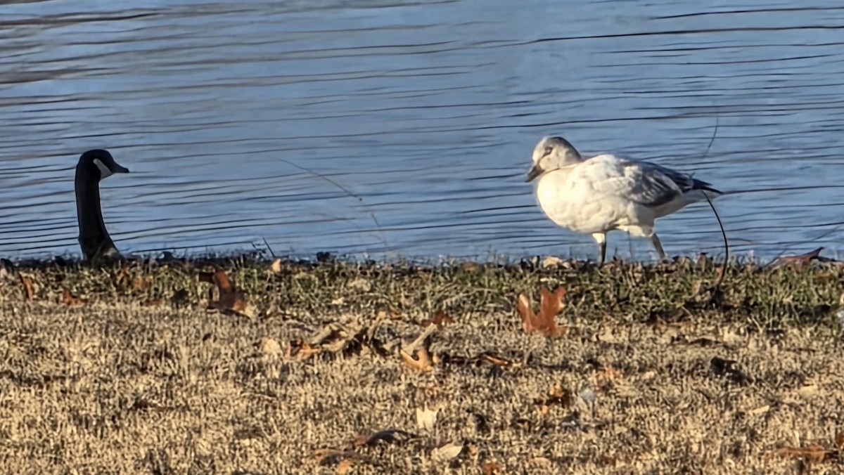 Snow Goose - ML646609553