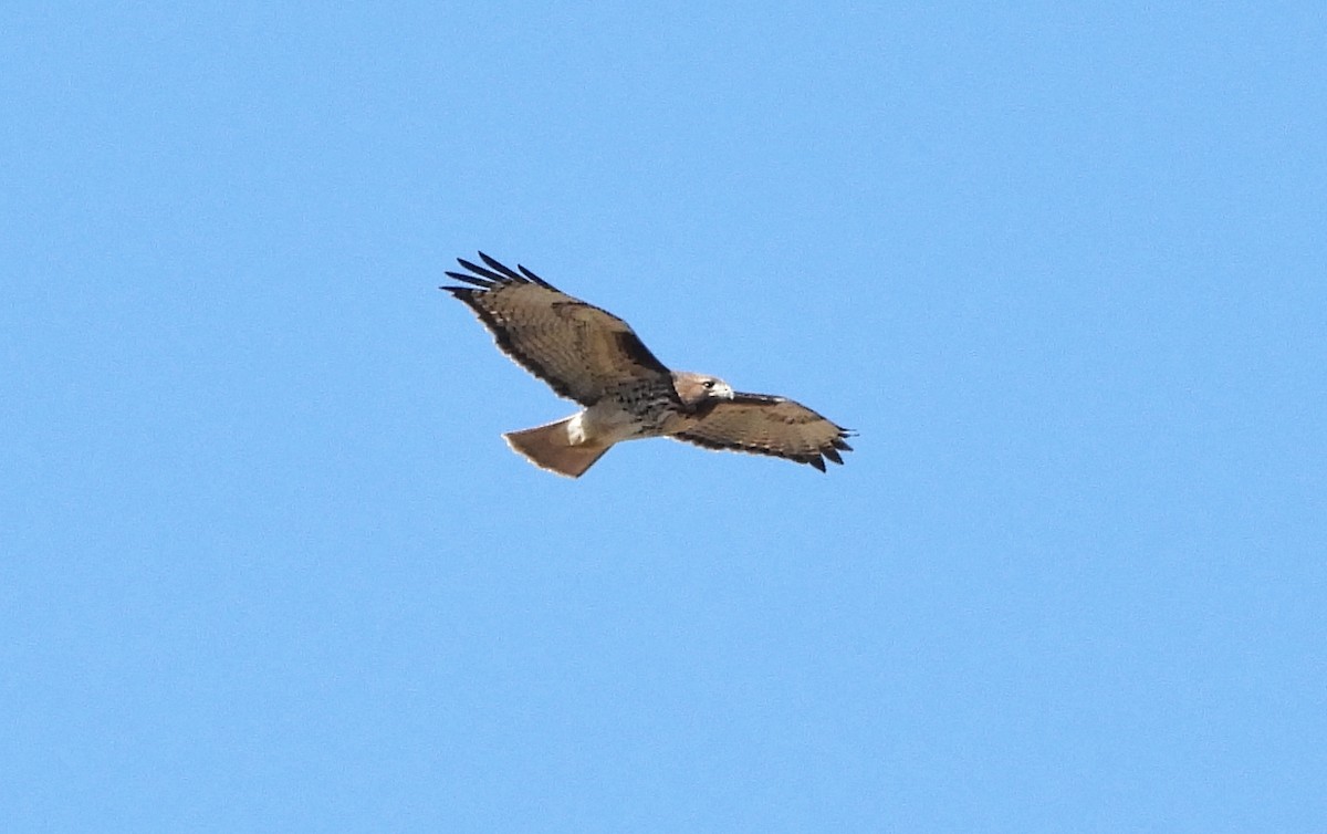 Red-tailed Hawk - ML646609555