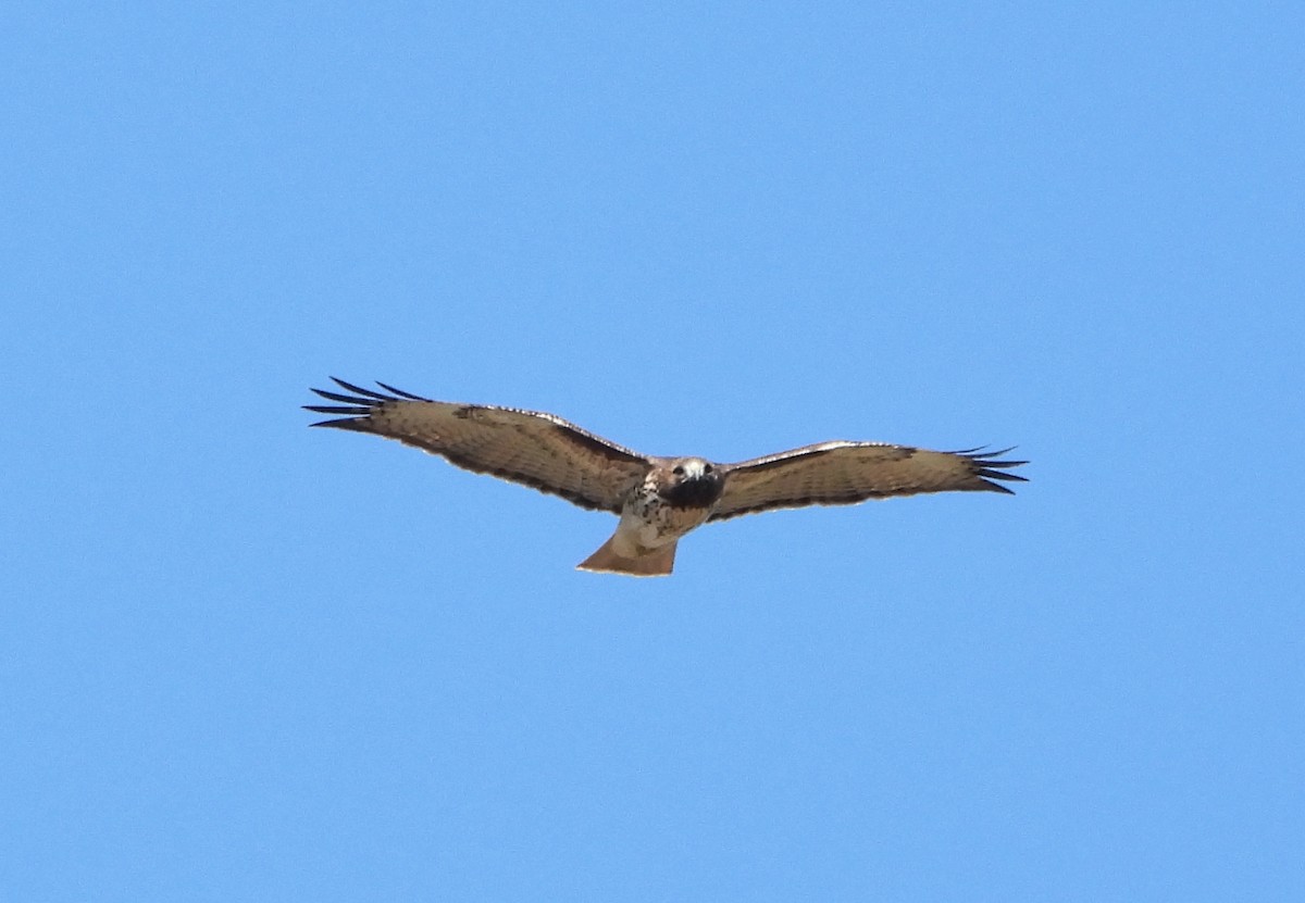 Red-tailed Hawk - ML646609556