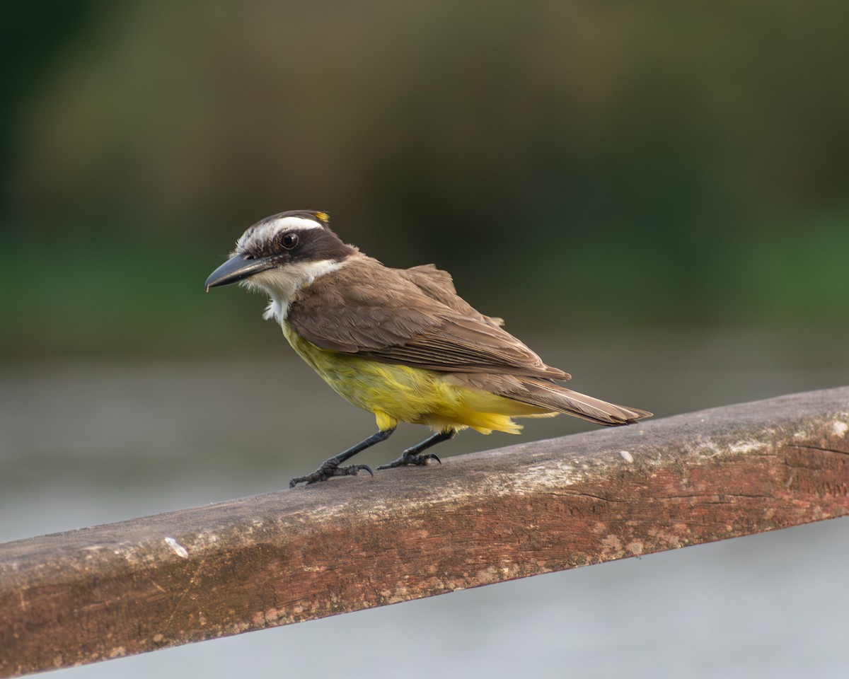 Great Kiskadee - ML646609557