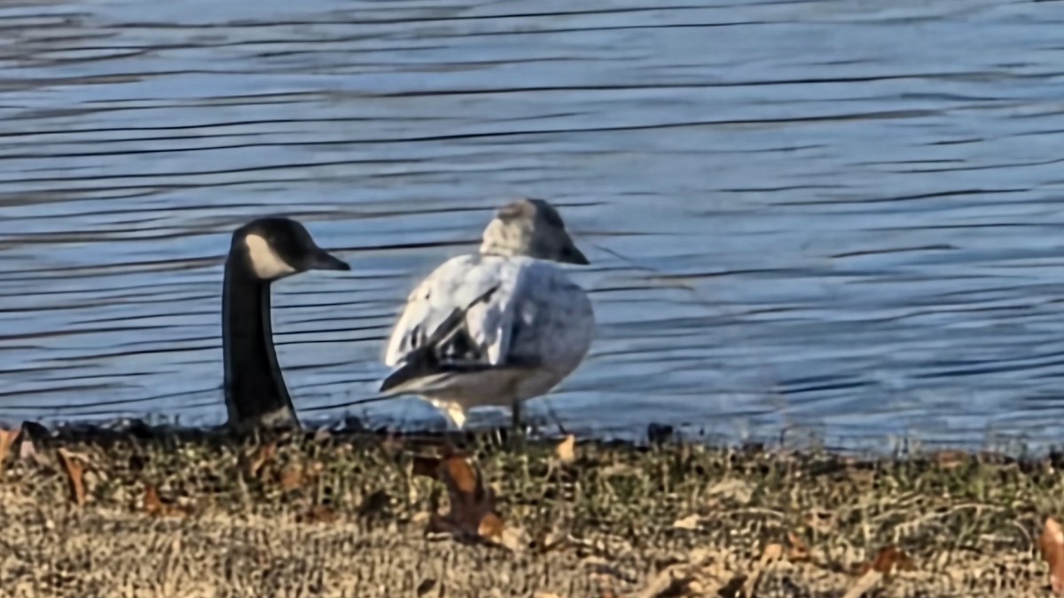 Snow Goose - ML646609560