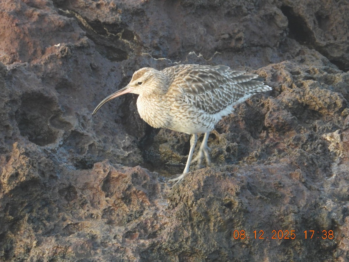 Eurasian Whimbrel - ML646609561