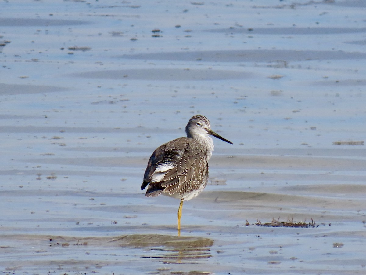 vodouš velký - ML646609572