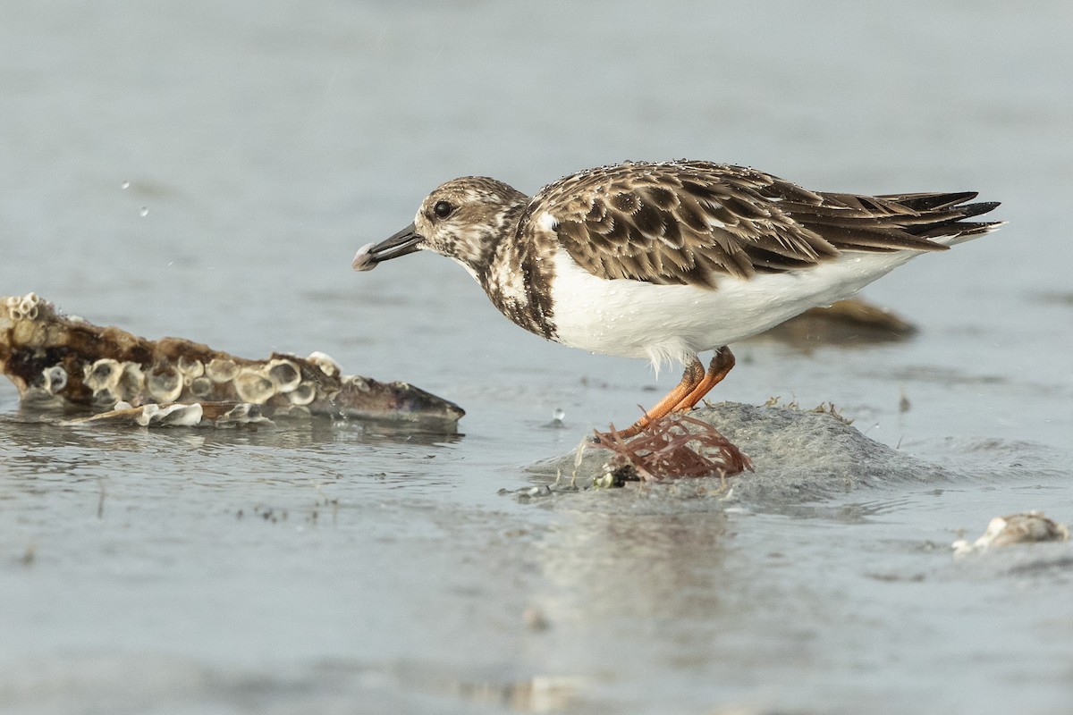 ארנריה אדמונית - ML646609573
