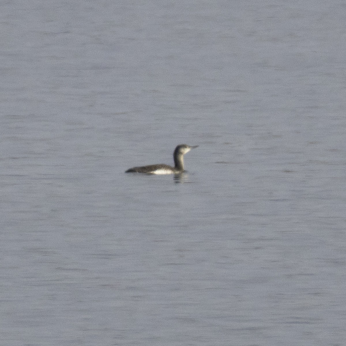 Colimbo Chico - ML646609589