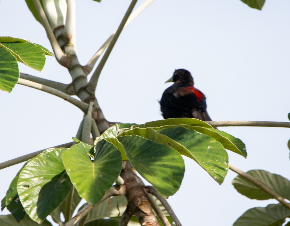 コシアカツリスドリ - ML646609590