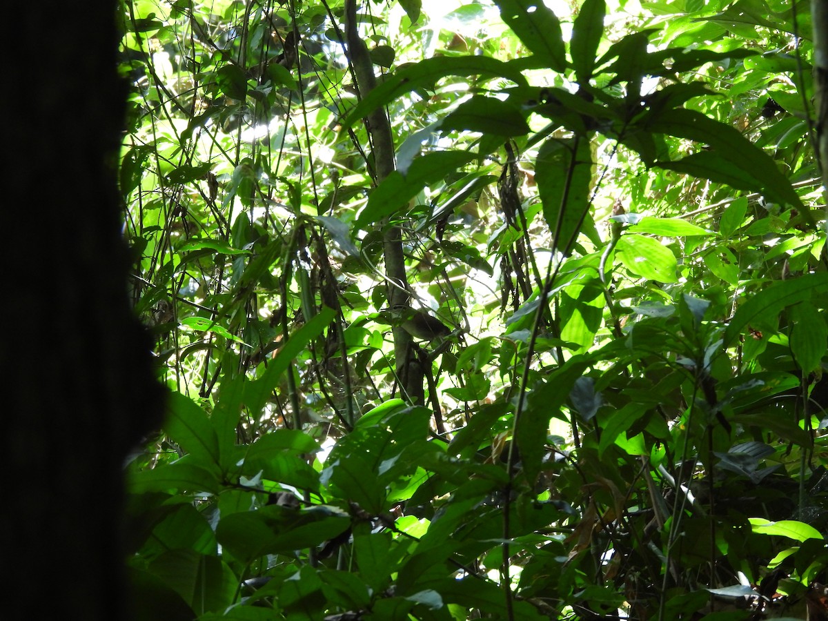 Buff-breasted Wren - ML646609591