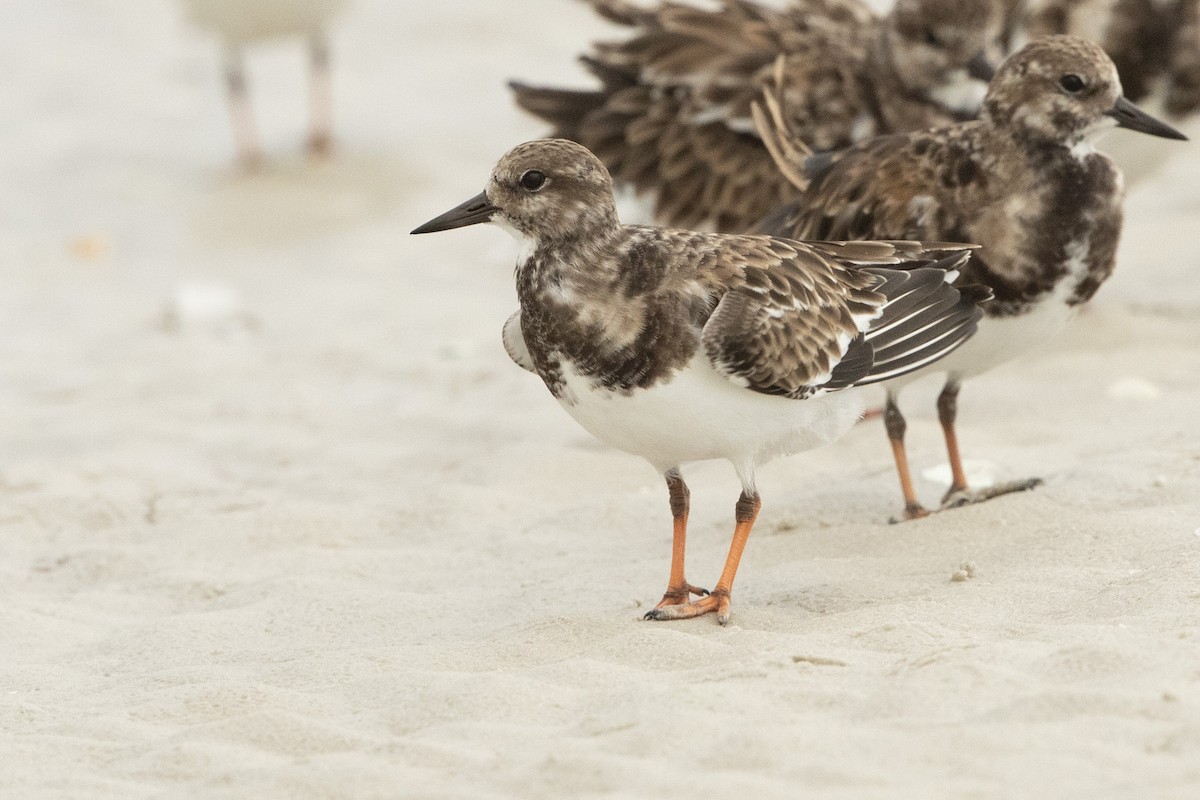 ארנריה אדמונית - ML646609592