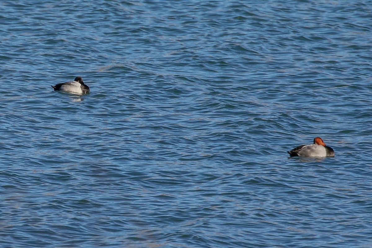 Redhead - ML646609610