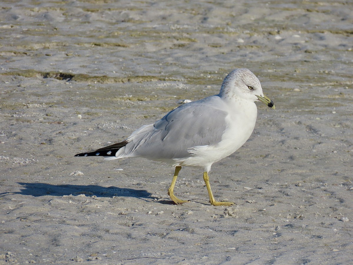 Ring-billed Gull - ML646609613