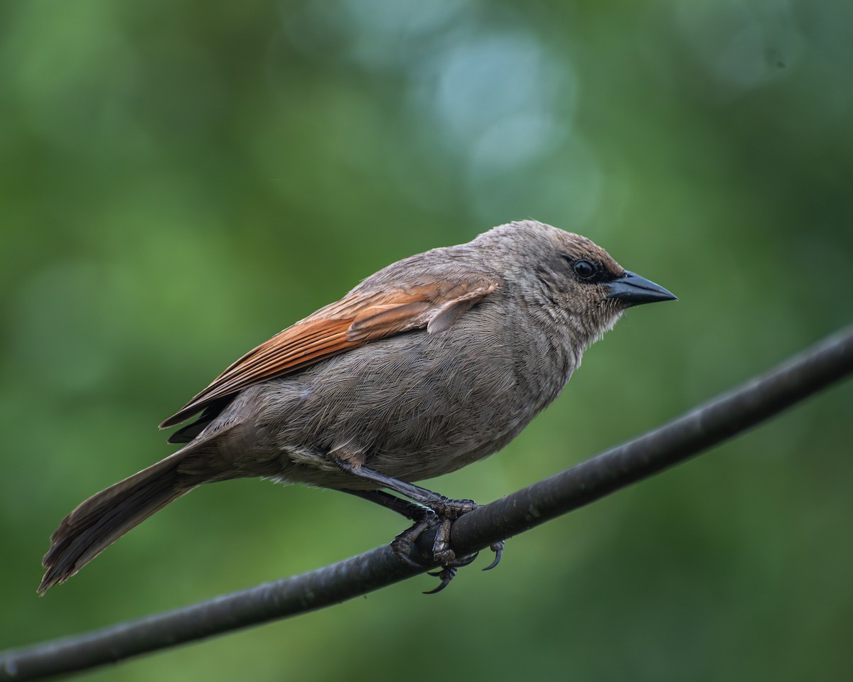 Grayish Baywing - ML646609616