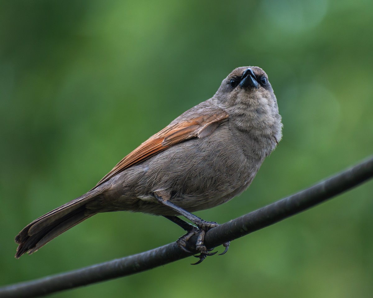 Grayish Baywing - ML646609617