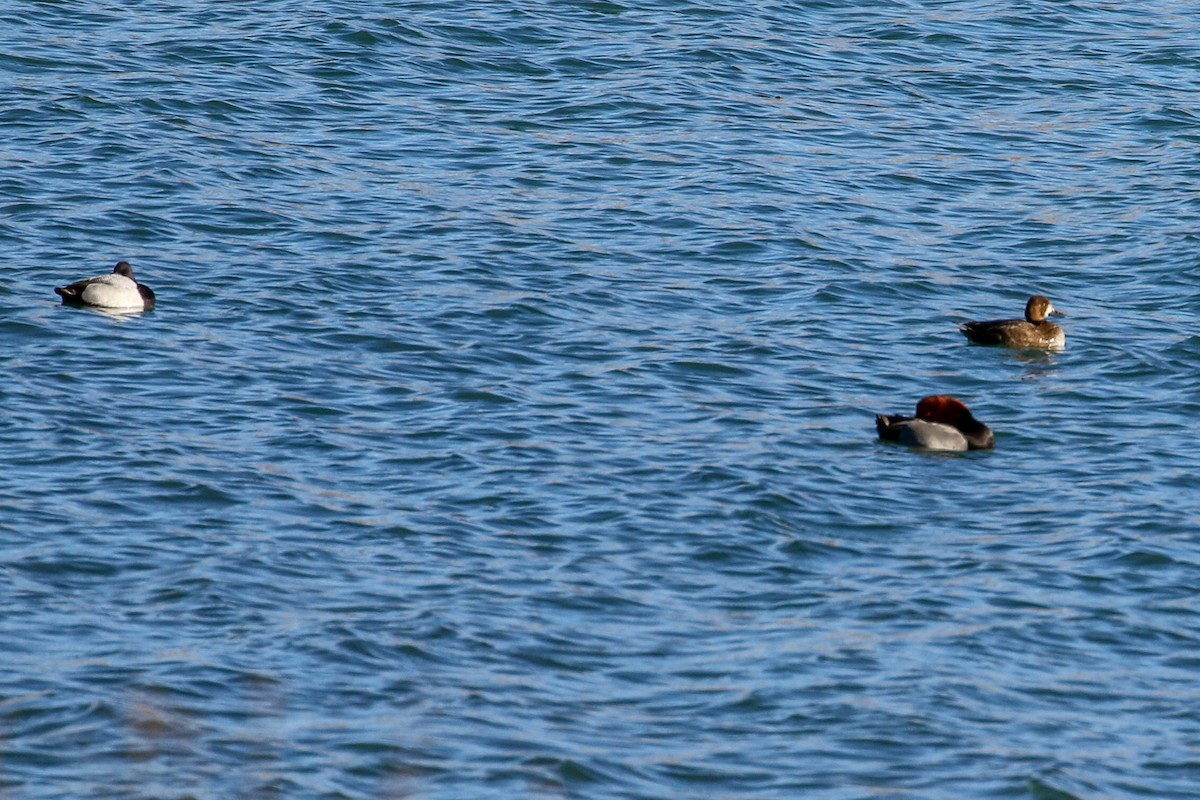Lesser Scaup - ML646609618