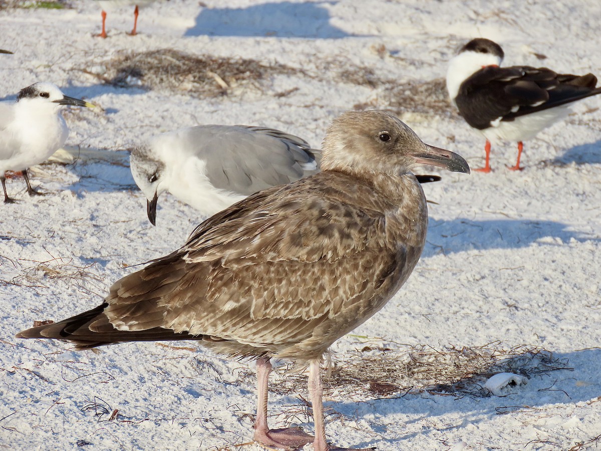 racek americký - ML646609619