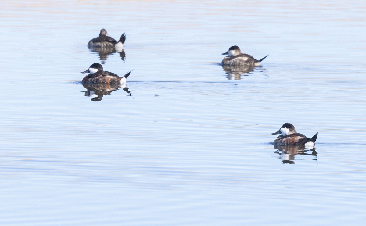 Ruddy Duck - ML646609632