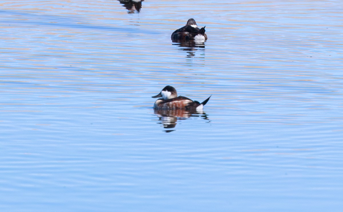 Ruddy Duck - ML646609633