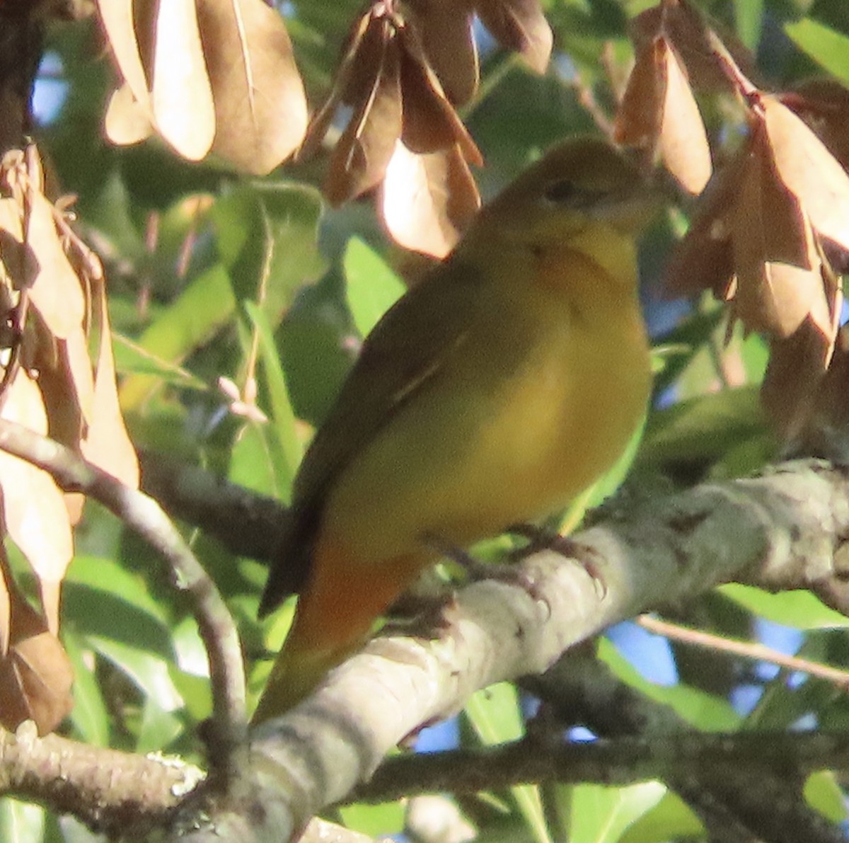 Summer Tanager - ML646609640