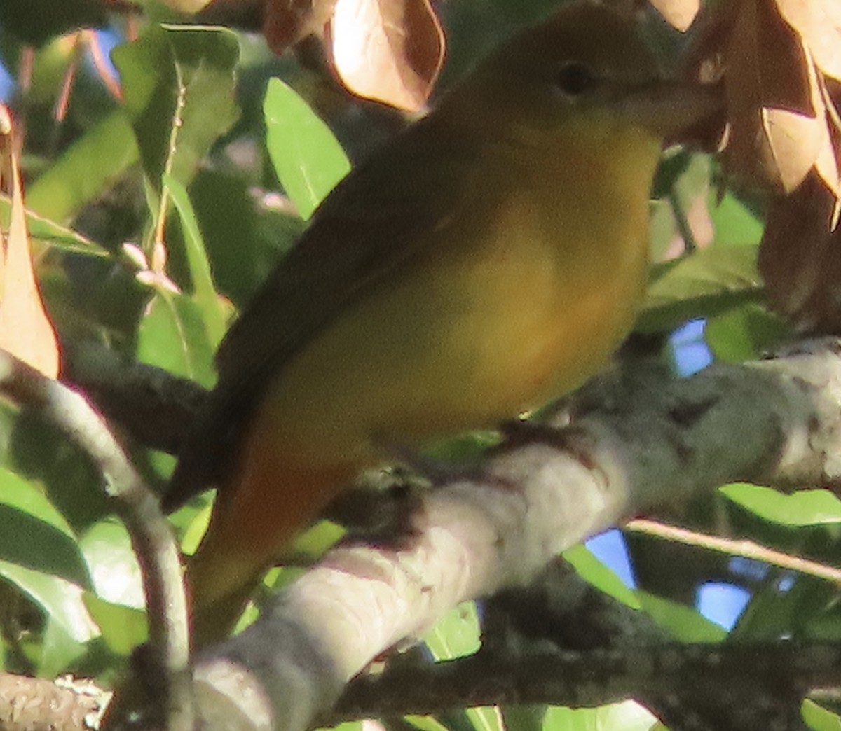 Summer Tanager - ML646609641