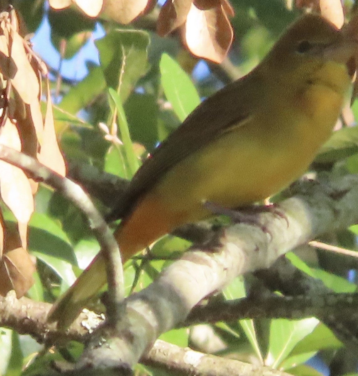 Summer Tanager - ML646609642
