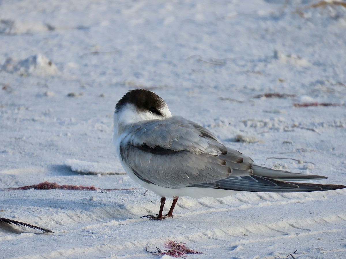 Common Tern (hirundo/tibetana) - ML646609645