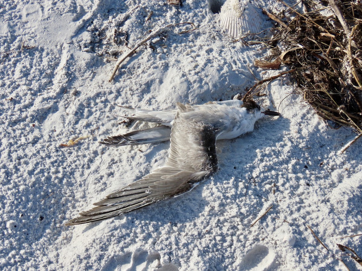 Common Tern (hirundo/tibetana) - ML646609647