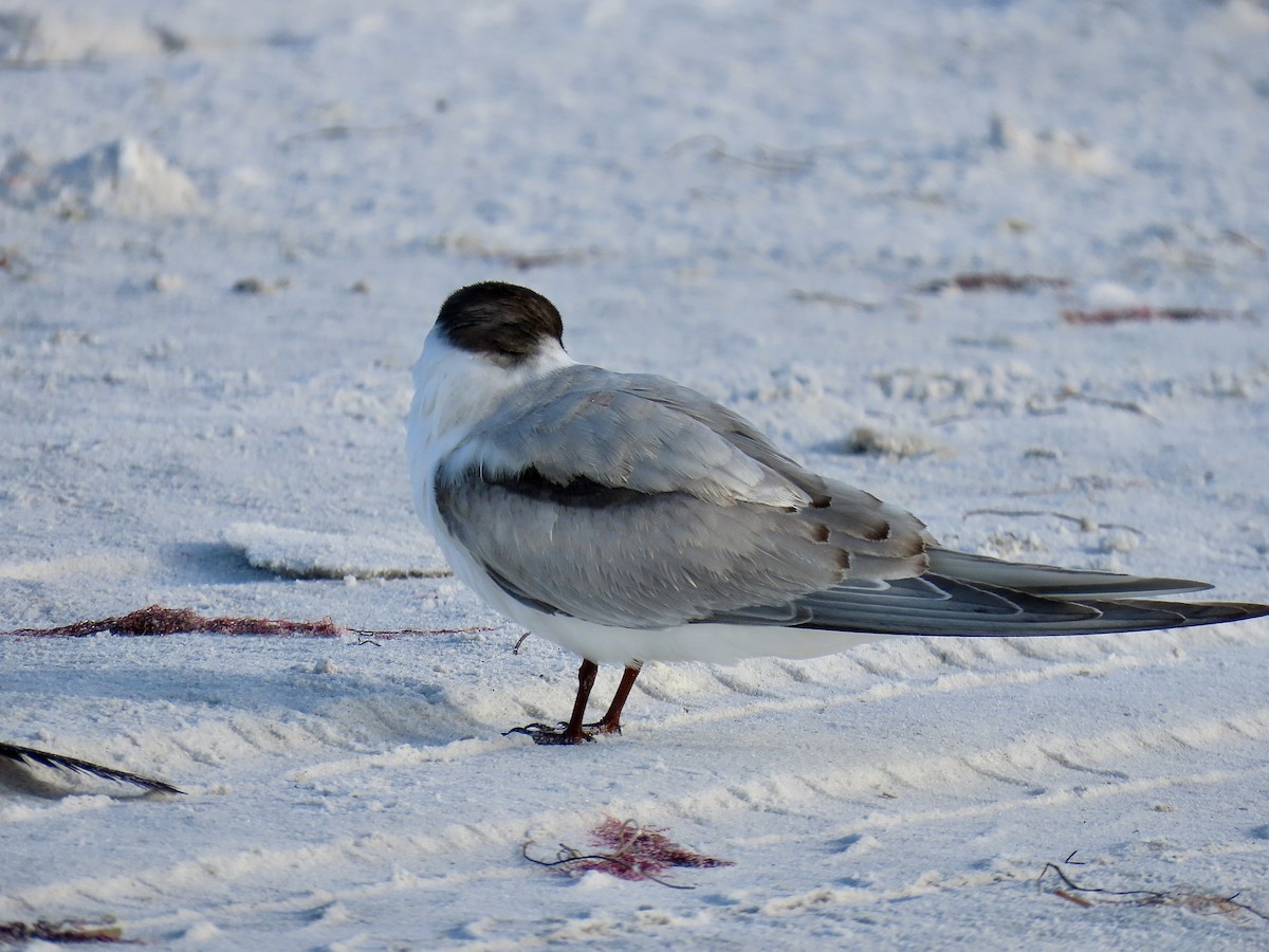 Common Tern (hirundo/tibetana) - ML646609648