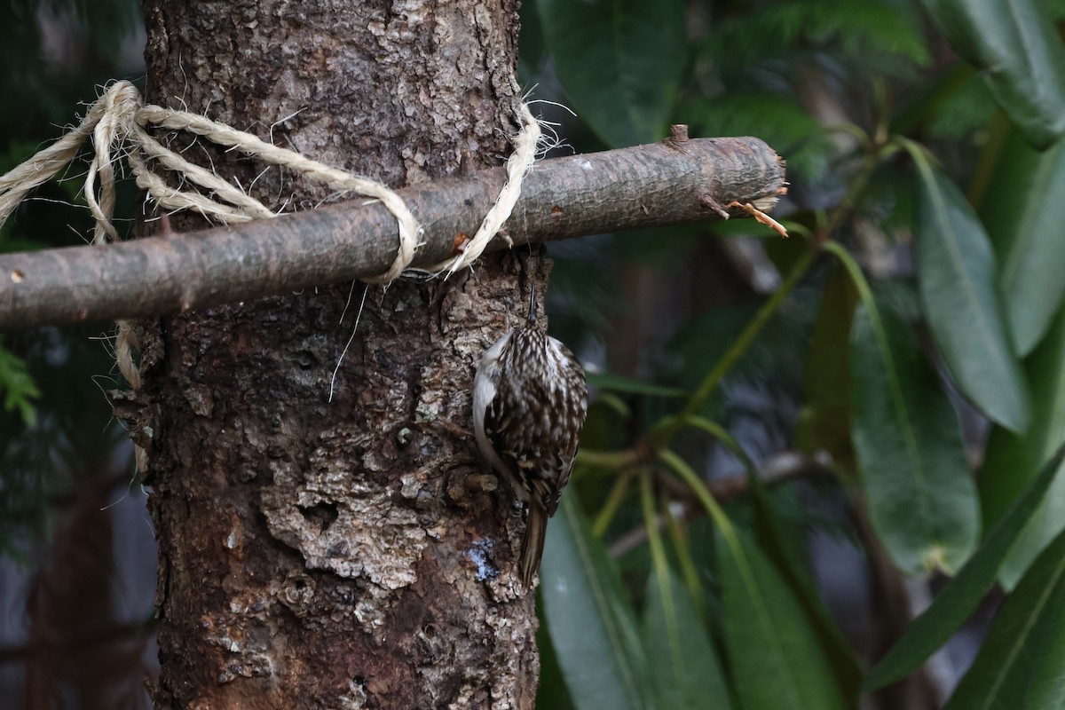 Brown Creeper - ML646609659