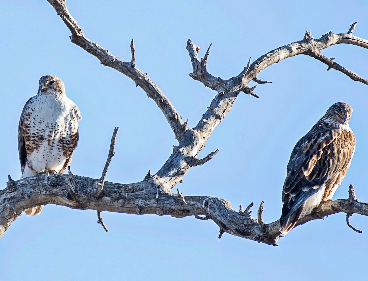 kongevåk - ML646609660