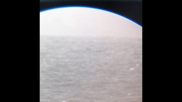 חמסן טפיל - ML646609661