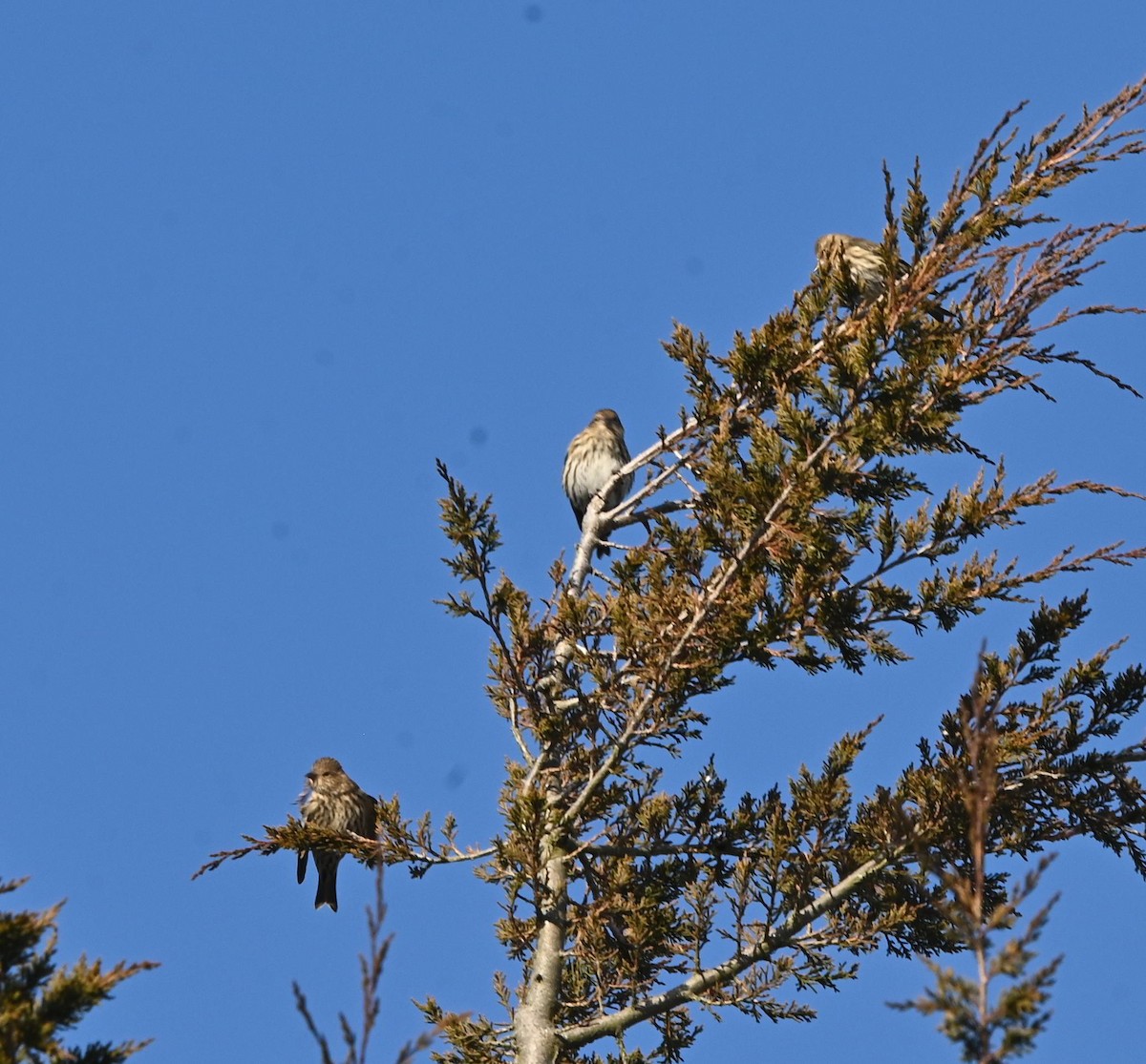 Pine Siskin - ML646609662