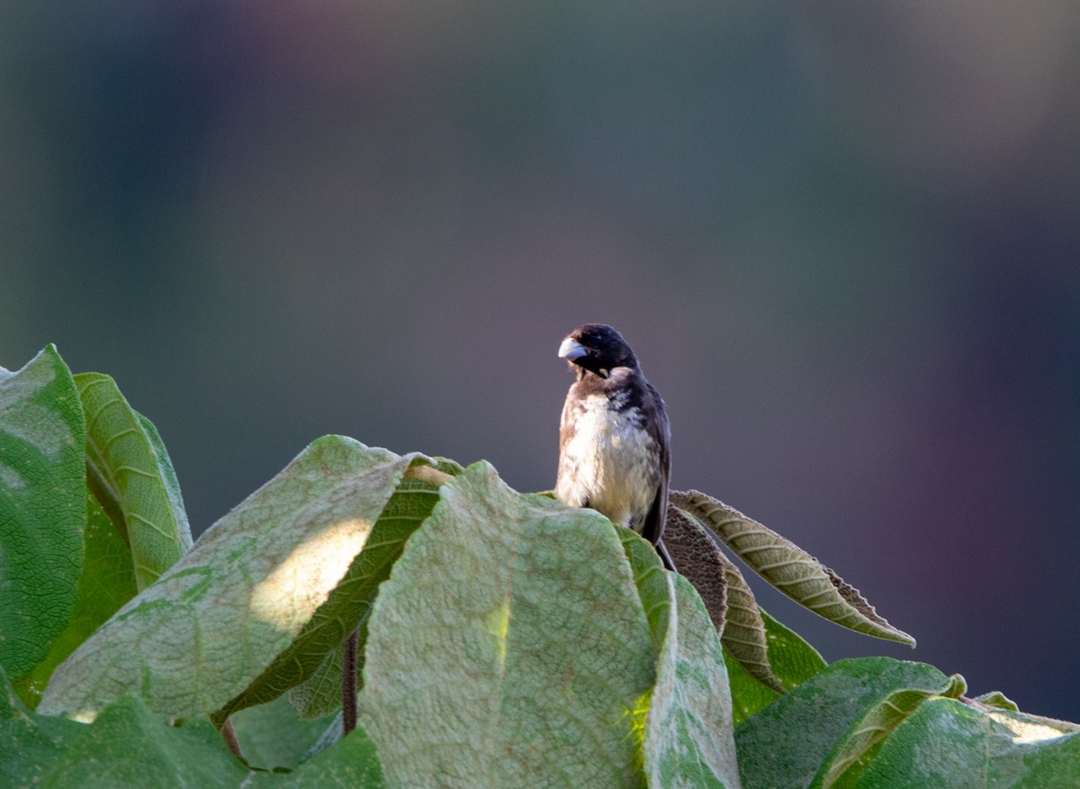 キバラヒメウソ - ML646609663