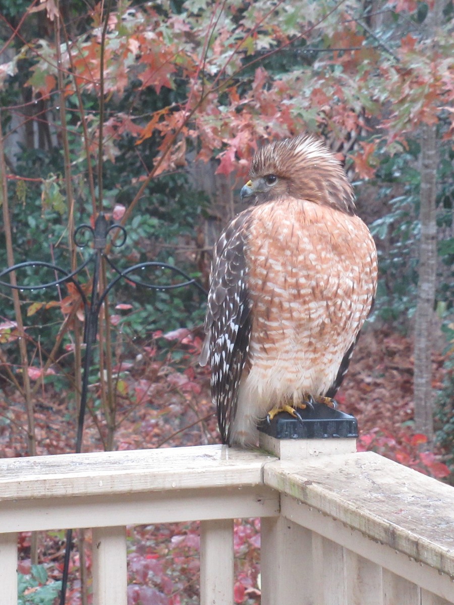 Red-shouldered Hawk - ML646609664