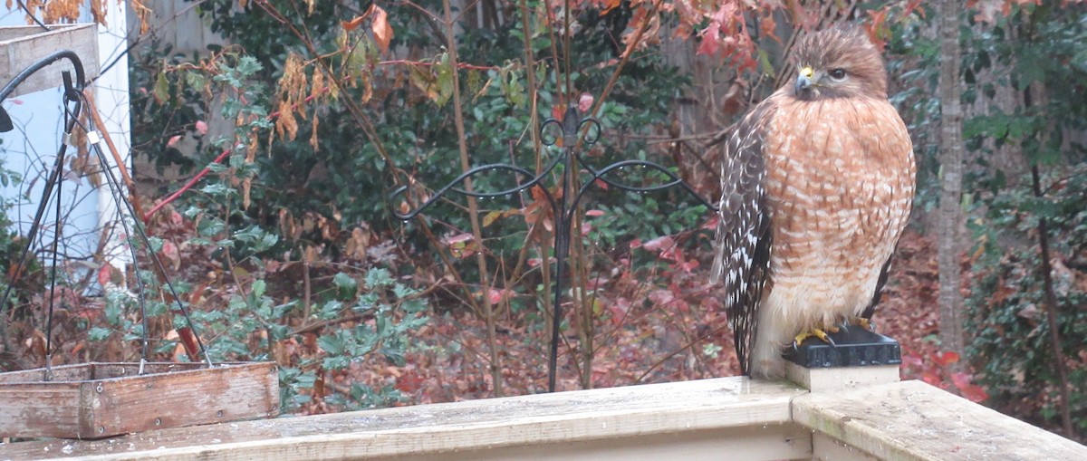 Red-shouldered Hawk - ML646609665