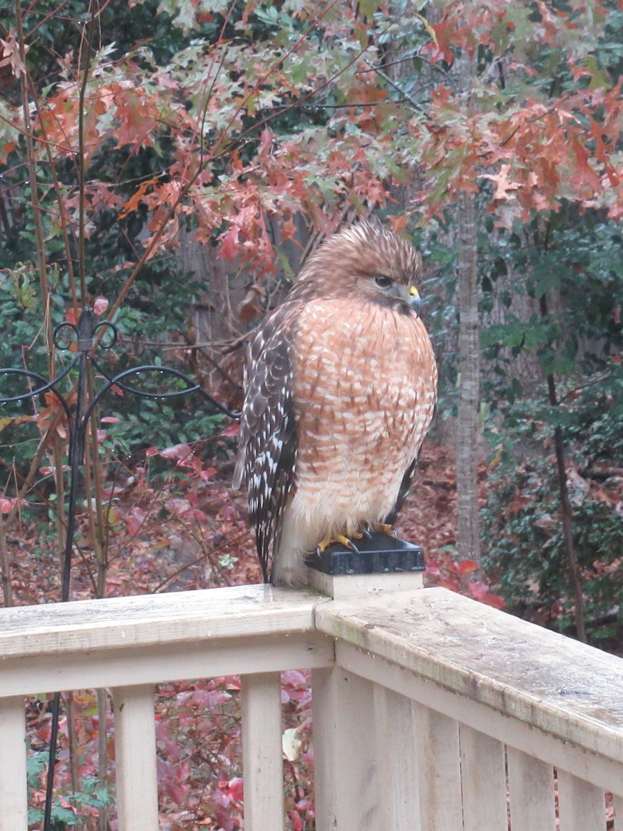 Red-shouldered Hawk - ML646609666