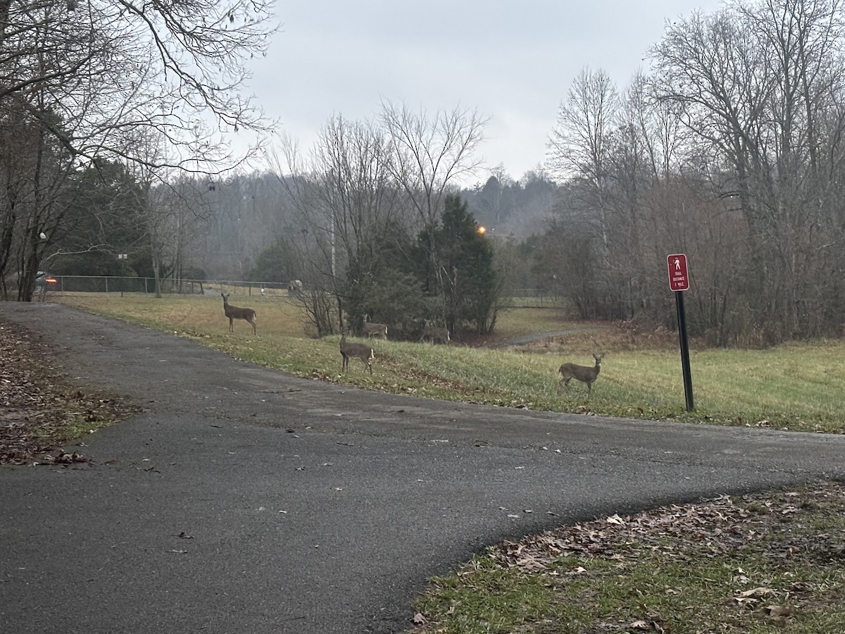 白尾鹿 - ML646609670