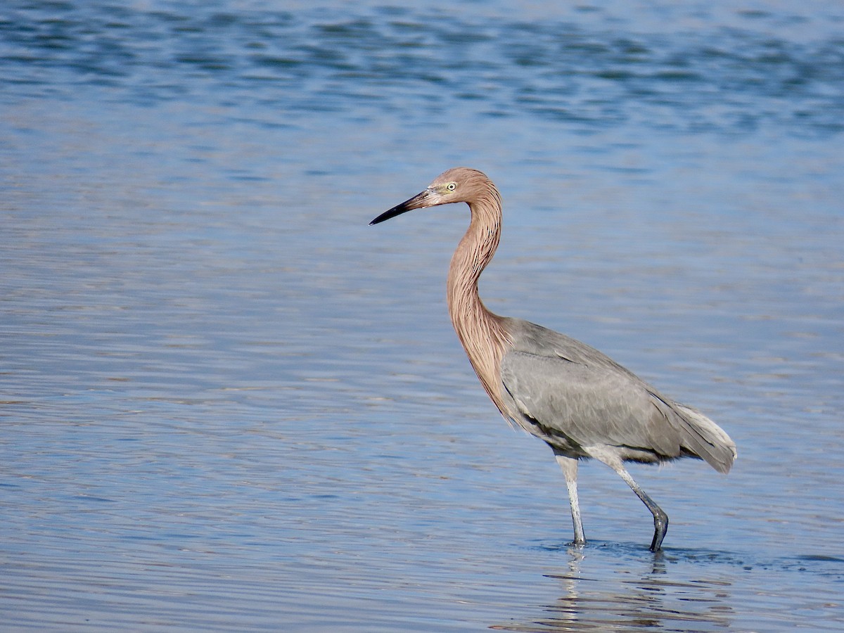 volavka červenavá - ML646609671