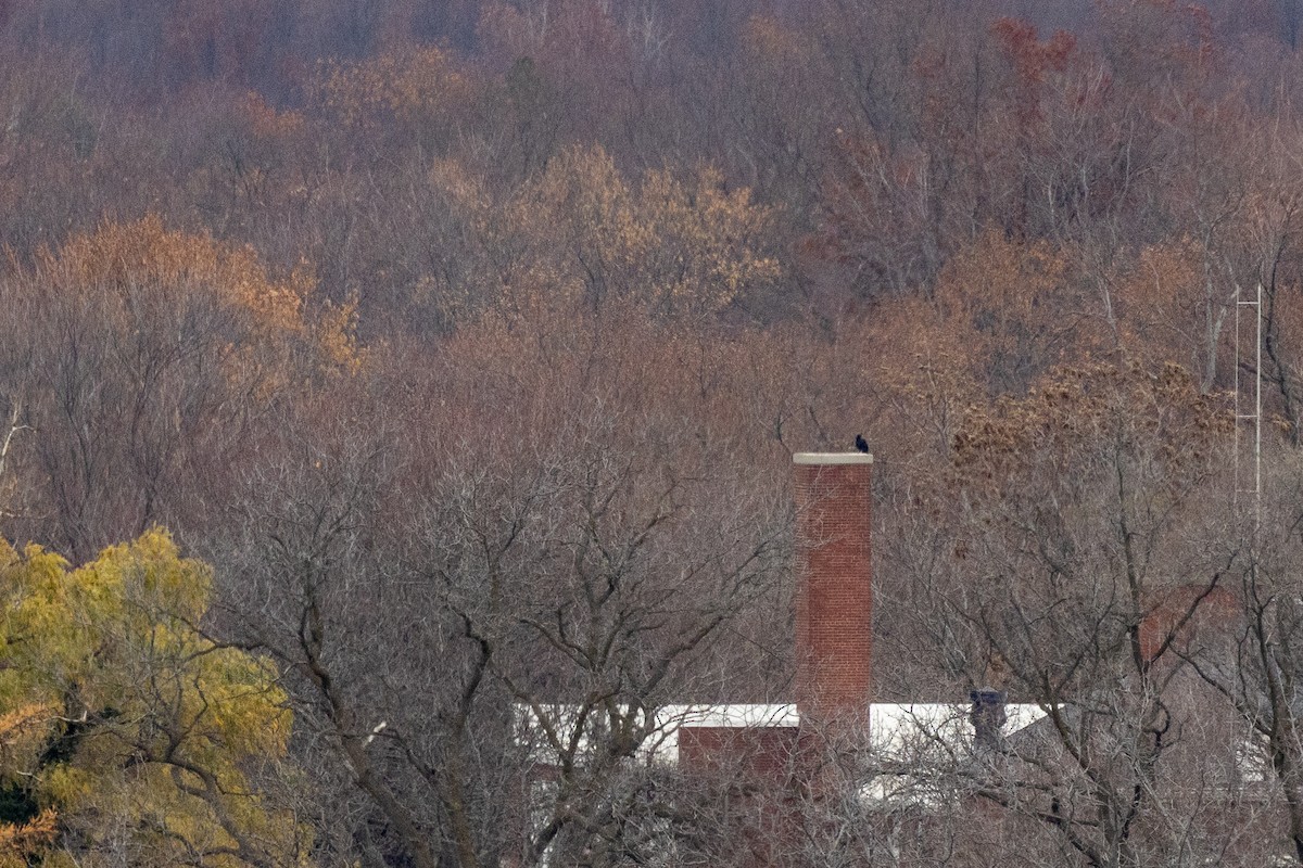 Black Vulture - ML646609672