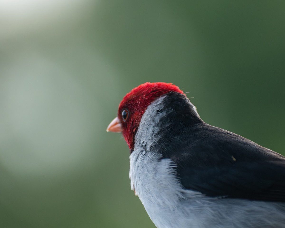 Yellow-billed Cardinal - ML646609673