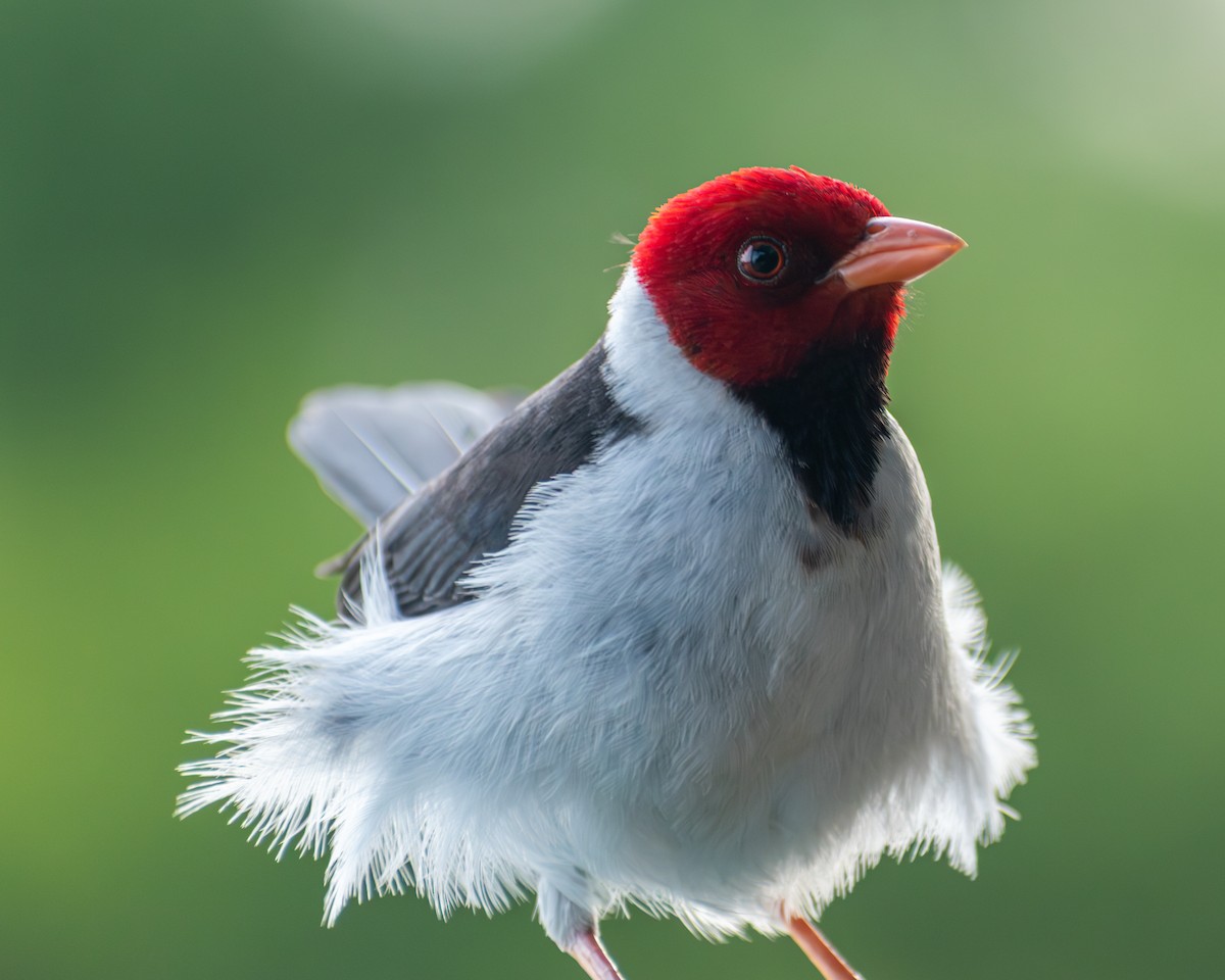 Yellow-billed Cardinal - ML646609674