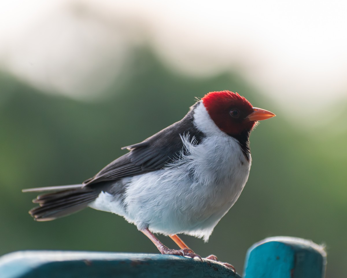 Yellow-billed Cardinal - ML646609675
