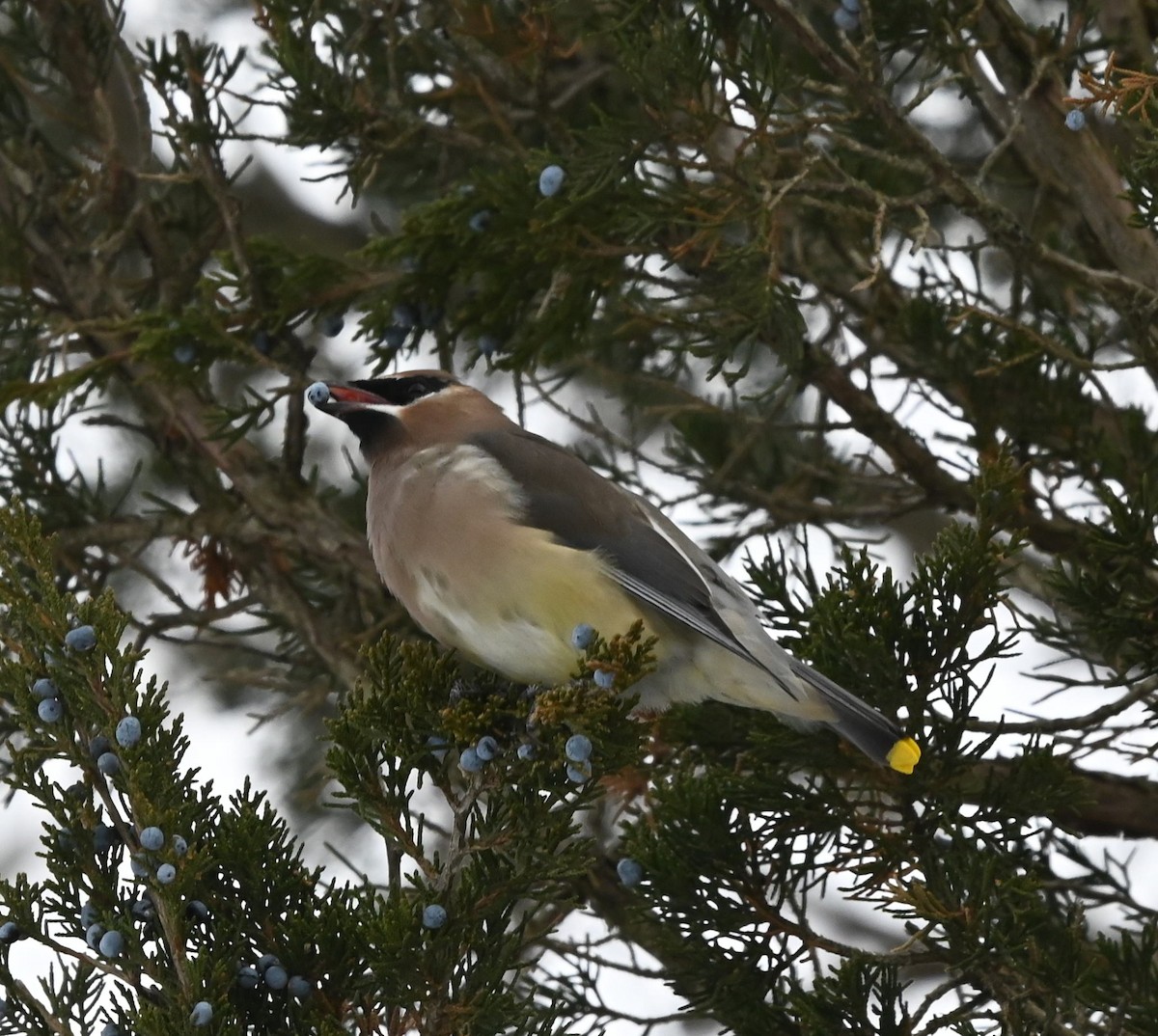 Cedar Waxwing - ML646609676