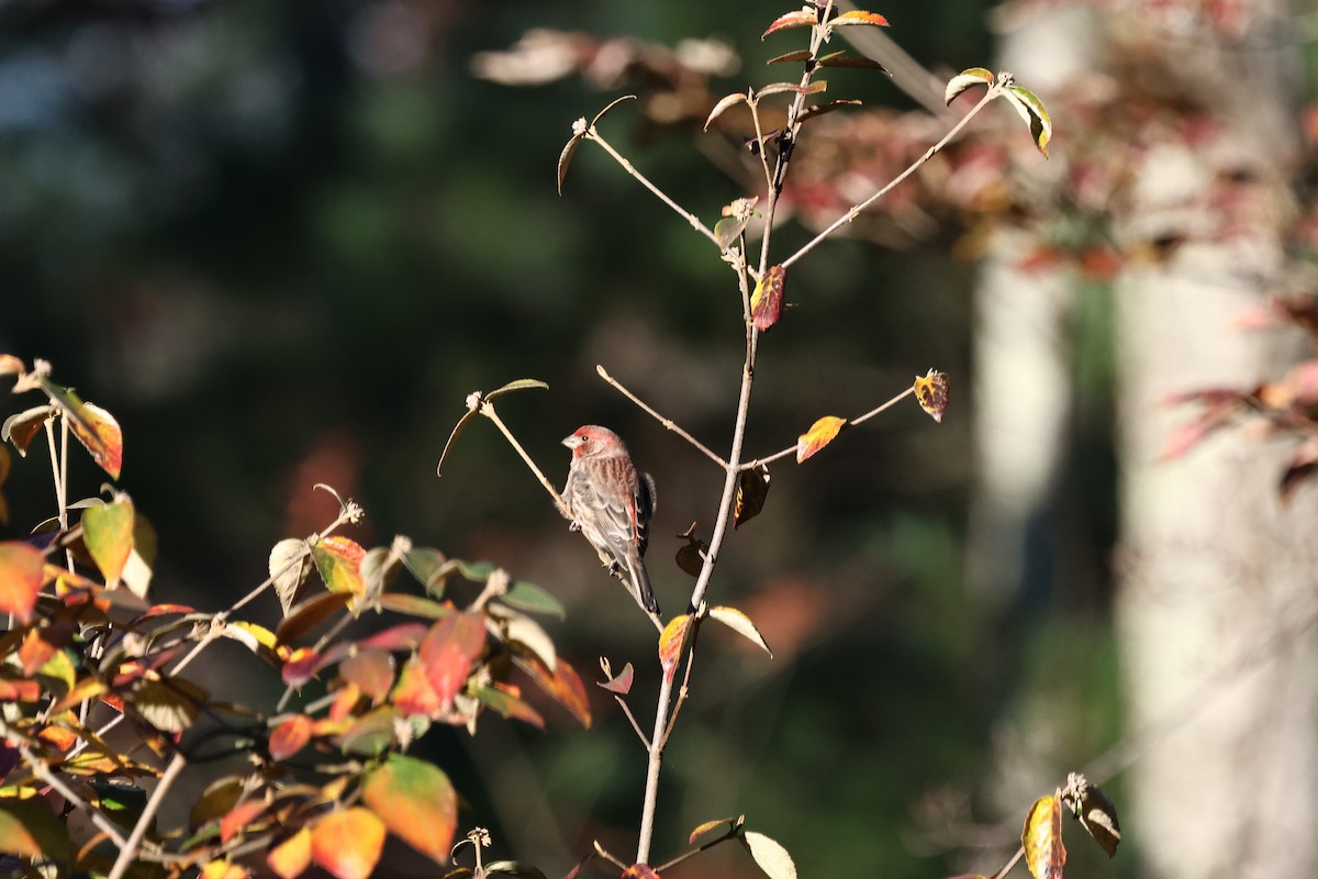 House Finch - ML646609677