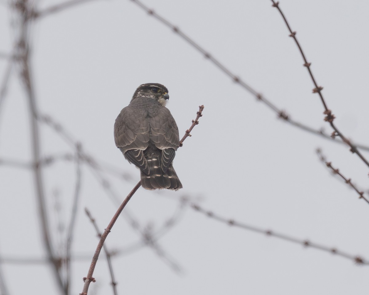 dřemlík tundrový - ML646609681