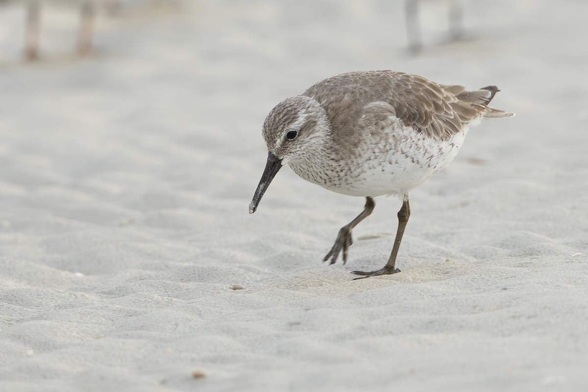 jespák rezavý - ML646609686