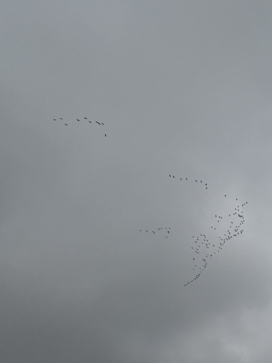 沙丘鶴 - ML646609687