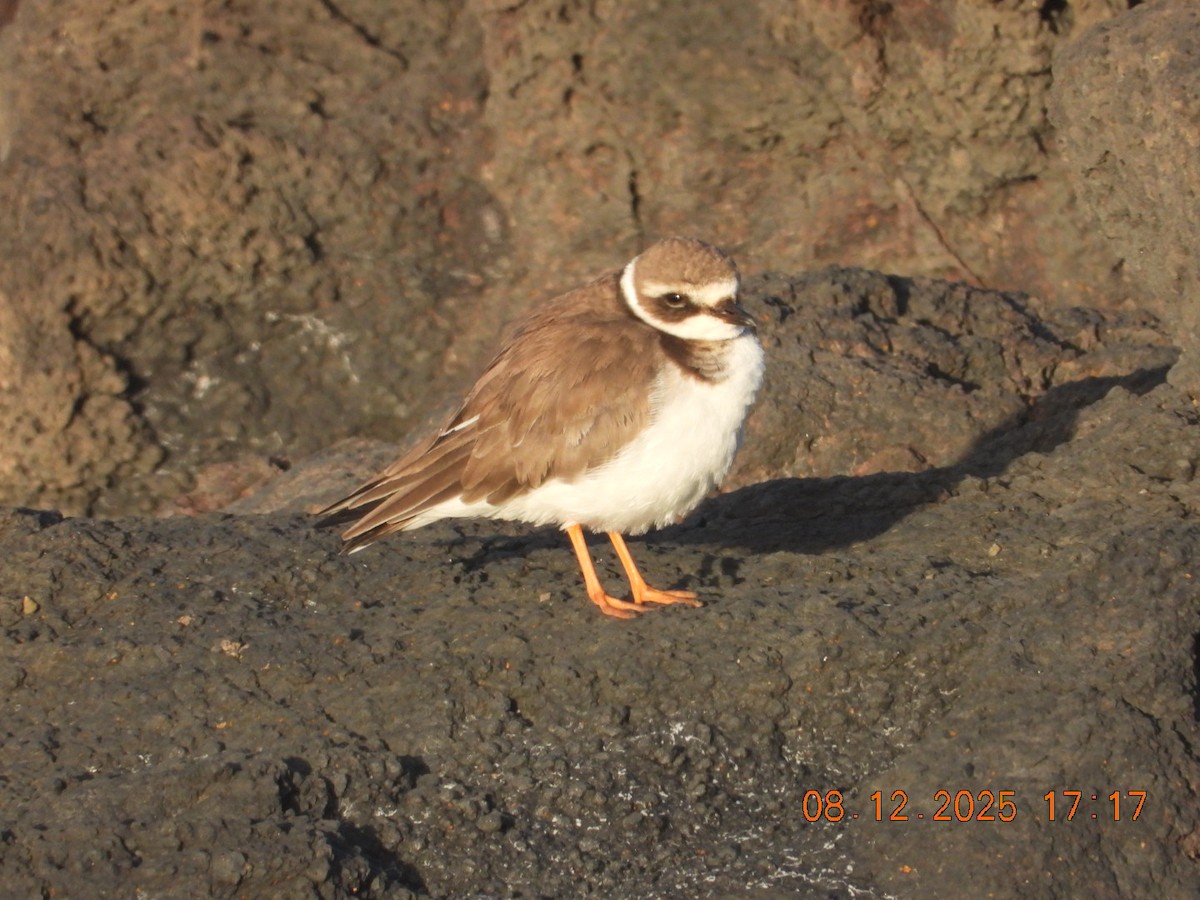 Common Ringed Plover - ML646609688