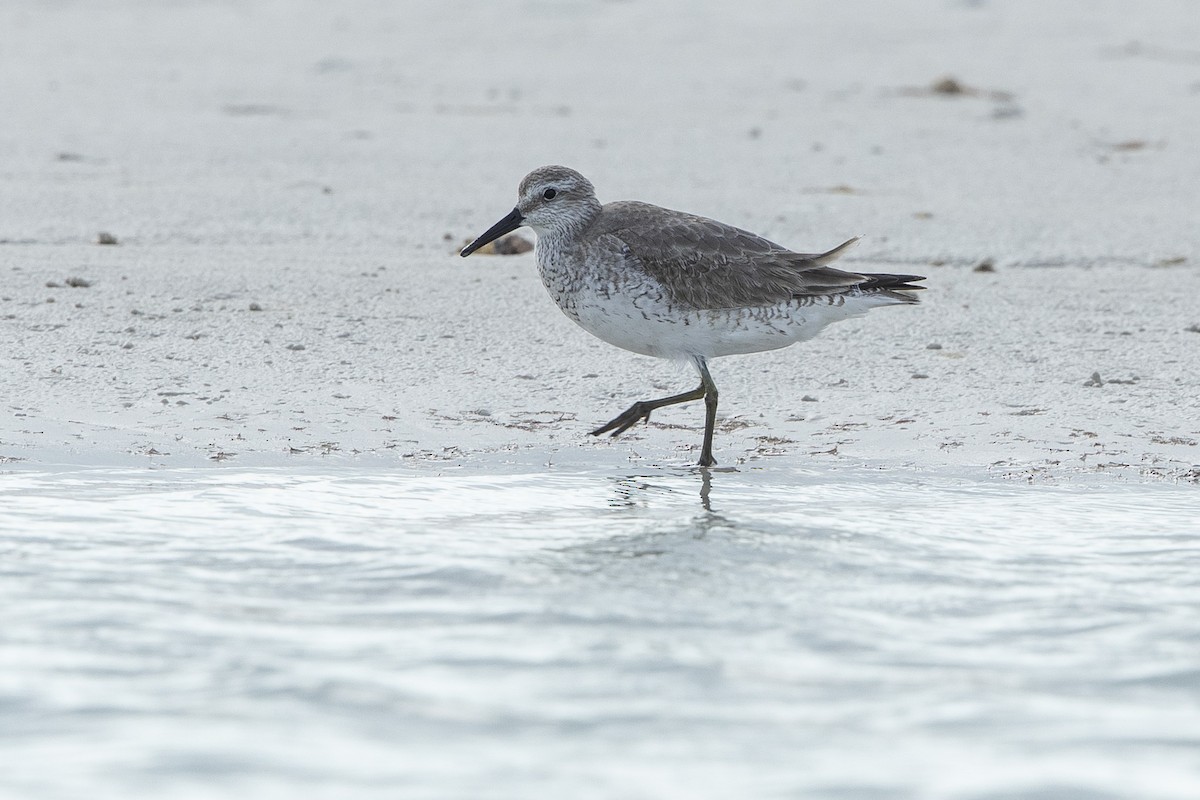 jespák rezavý - ML646609689