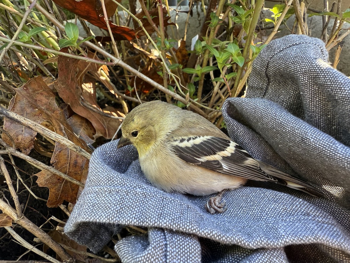 Altın İskete - ML646609690