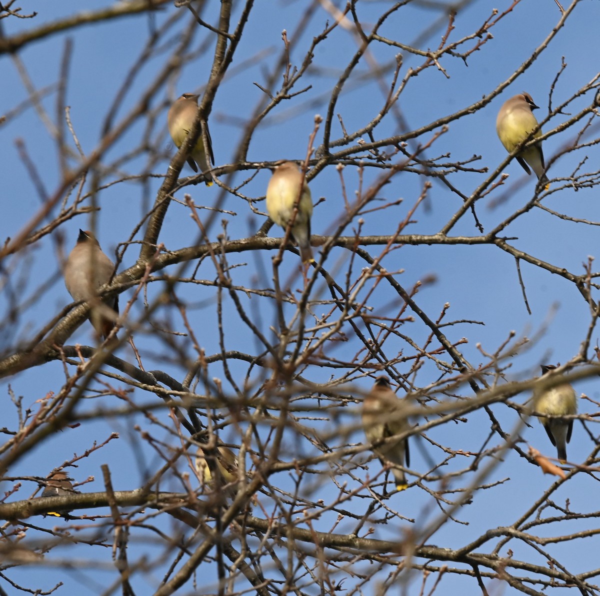 Cedar Waxwing - ML646609692