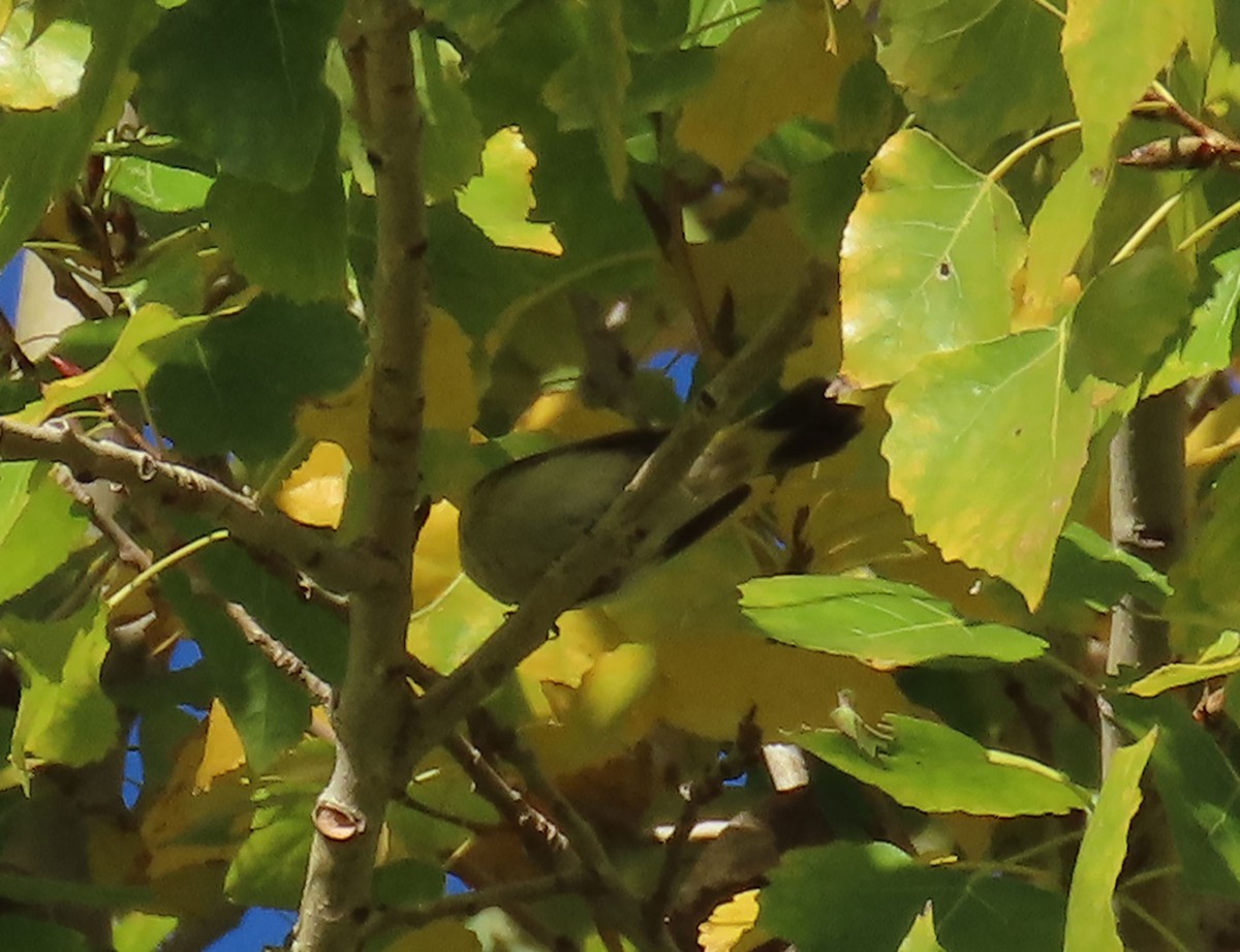 סבכון חכלילי - ML646609693